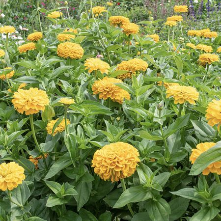 Benary's Giant Golden Yellow, Zinnia Seeds - 25,000 Seeds image number null